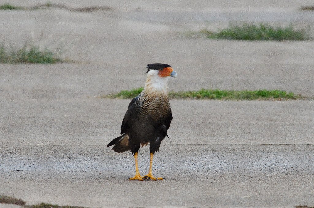 Hawk, Crested Caracara, 2013-01084050 Laguna Atascosa area, TX_2.JPG - Crested Caracara. Approach to Laguna Atascosa NWR, TX, 1-8-2013